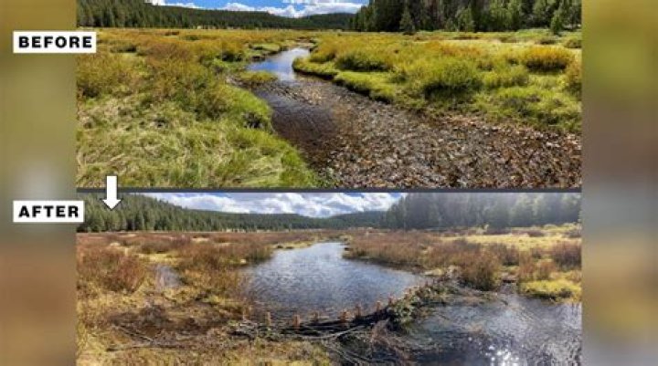 
Beavers Could Help Protect U.S. Rivers from Climate Change, Study Finds 
