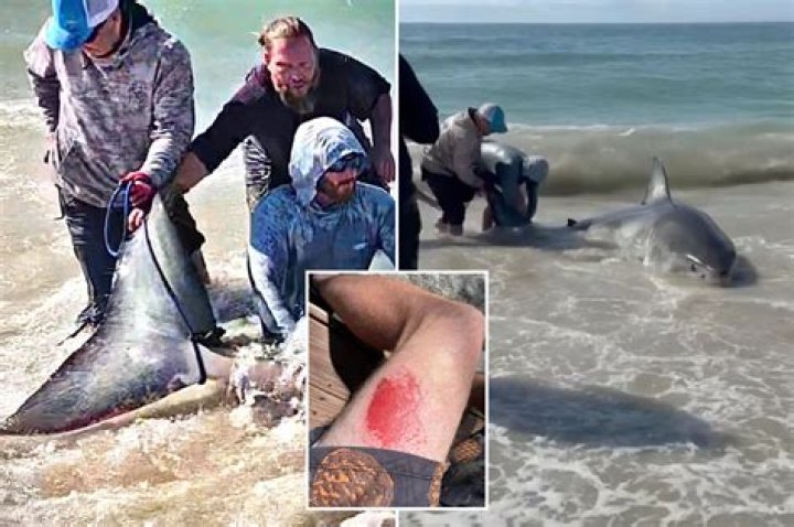 
Woman, 50, in Stable Condition After Being Attacked By Shark at Beach in Del Mar, Calif. 